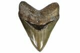 Serrated, Fossil Megalodon Tooth - Georgia #107273-1